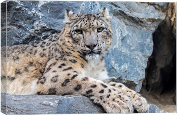 Snow Leopard Resting in Rock Face Canvas Print by Arterra 