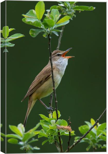 Great Reed Warbler Canvas Print by Arterra 