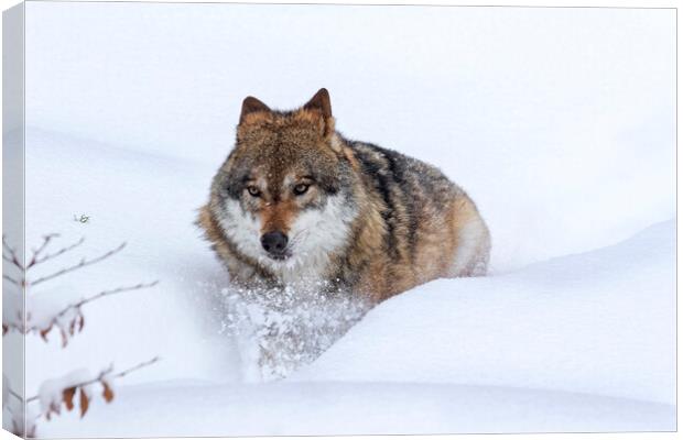 Grey Wolf in Winter Canvas Print by Arterra 