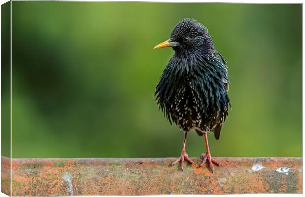Starling on Roof Canvas Print by Arterra 