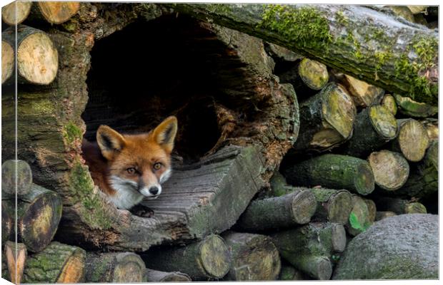 Red Fox Hiding in Woodpile Canvas Print by Arterra 