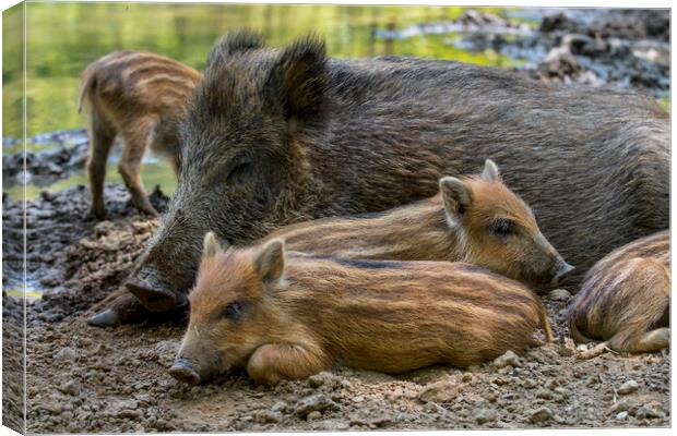 Wild Boar Sow with Piglets Canvas Print by Arterra 