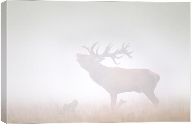 Red Deer Stag Roaring in Thick Fog Canvas Print by Arterra 