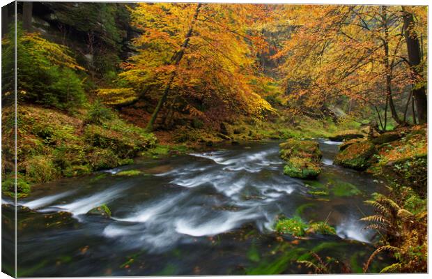 Stream in Autumn Forest Canvas Print by Arterra 