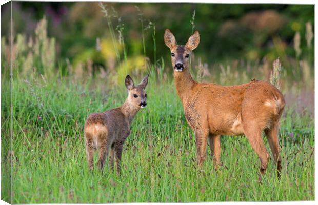 Roe Deer with Fawn Canvas Print by Arterra 