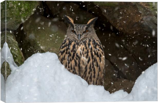 Eurasian Eagle Owl in Winter Canvas Print by Arterra 