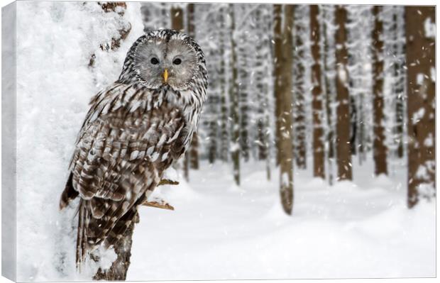 Ural Owl in the Snow in Winter Canvas Print by Arterra 