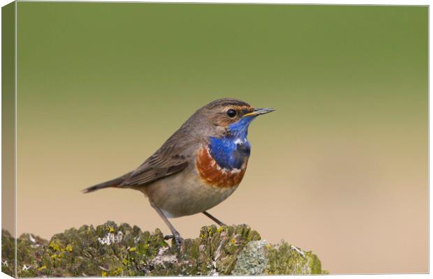 White-Spotted Bluethroat Canvas Print by Arterra 