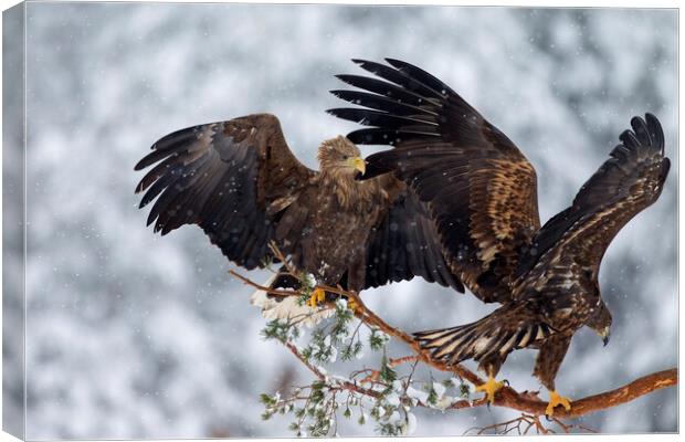 Two White-Tailed Eagles in Winter Canvas Print by Arterra 