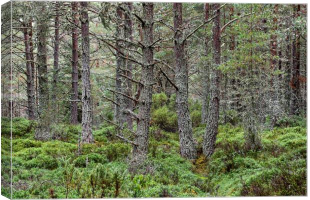 Scots Pines in Abernethy Forest, Scotland Canvas Print by Arterra 