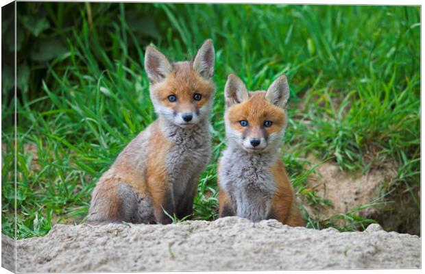 Two Red Fox Kits at Den Canvas Print by Arterra 