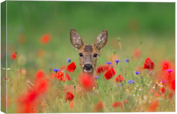 Roe Deer and Poppies Canvas Print by Arterra 