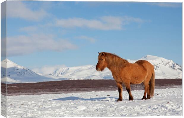 Icelandic Horse in Winter Canvas Print by Arterra 