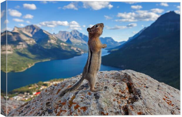 Ground Squirrel in the Canadian Rockies Canvas Print by Arterra 