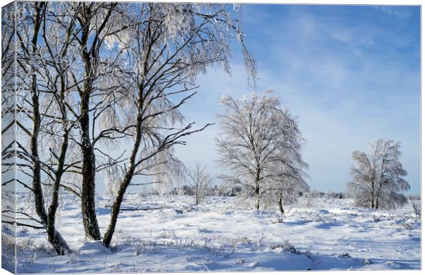 Birch Trees in Winter Landscape Canvas Print by Arterra 