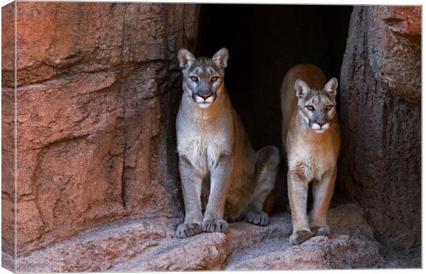 Two Pumas at Cave Entrance Canvas Print by Arterra 