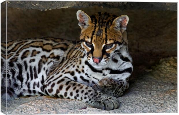 Ocelot Canvas Print by Arterra 