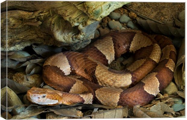 Broad-Banded Copperhead Canvas Print by Arterra 