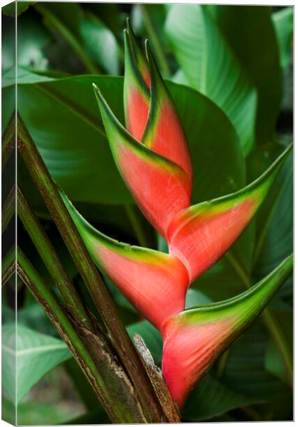 Heliconia stricta Canvas Print by Arterra 