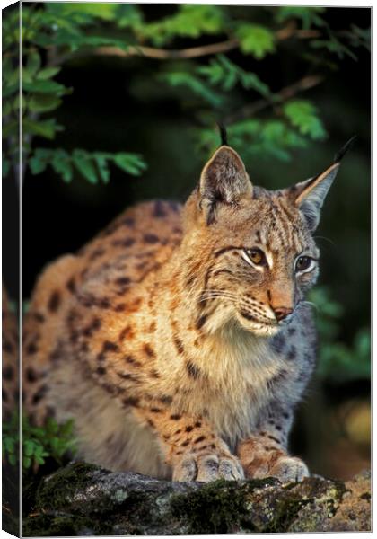 Eurasian Lynx Canvas Print by Arterra 