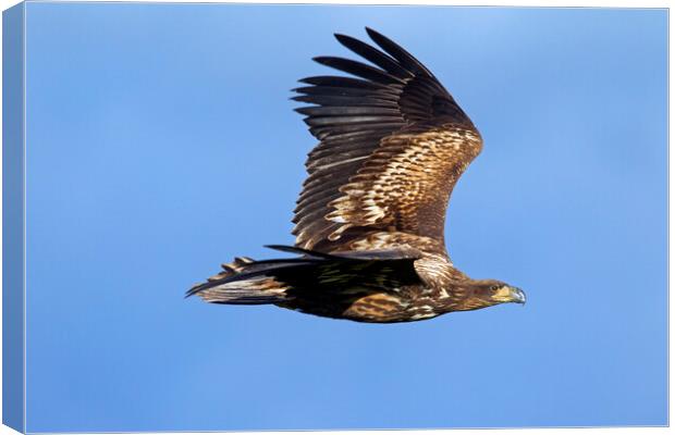 White-tailed Eagle Flying Canvas Print by Arterra 