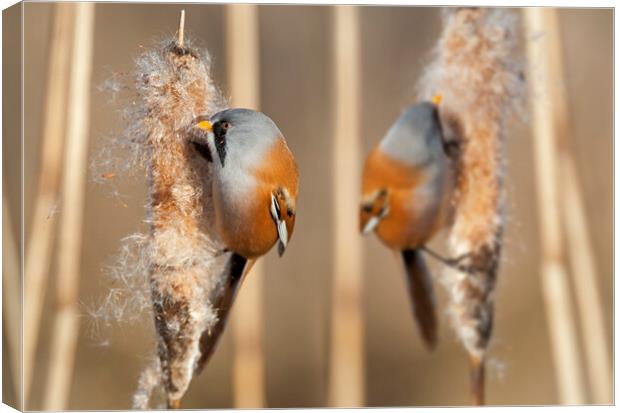 Bearded Tits in Reed Bed Canvas Print by Arterra 