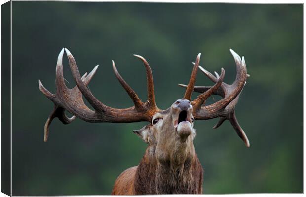 Red Deer Stag Bellowing Canvas Print by Arterra 