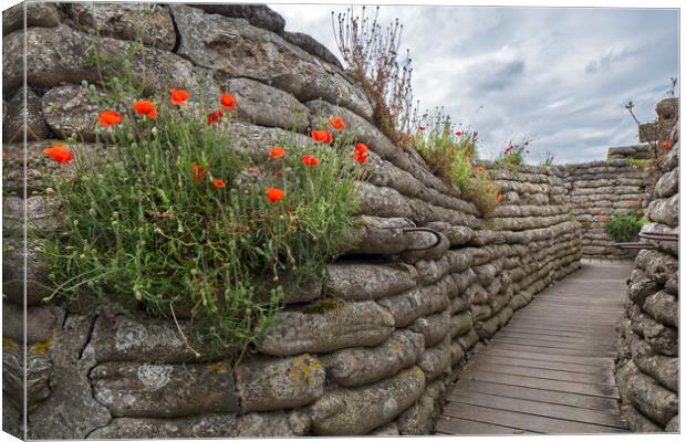 Poppies in Trench of Death, Diksmuide, Flanders Canvas Print by Arterra 
