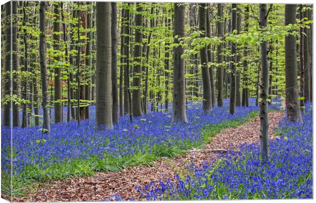 Path in Beech Forest with Bluebells Canvas Print by Arterra 