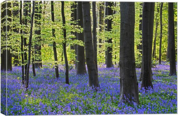 Beech Forest with Bluebells Canvas Print by Arterra 