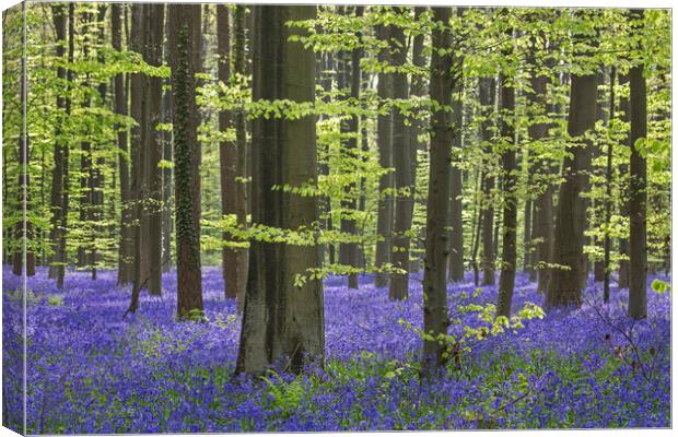 Bluebells in Woodland in Spring Canvas Print by Arterra 