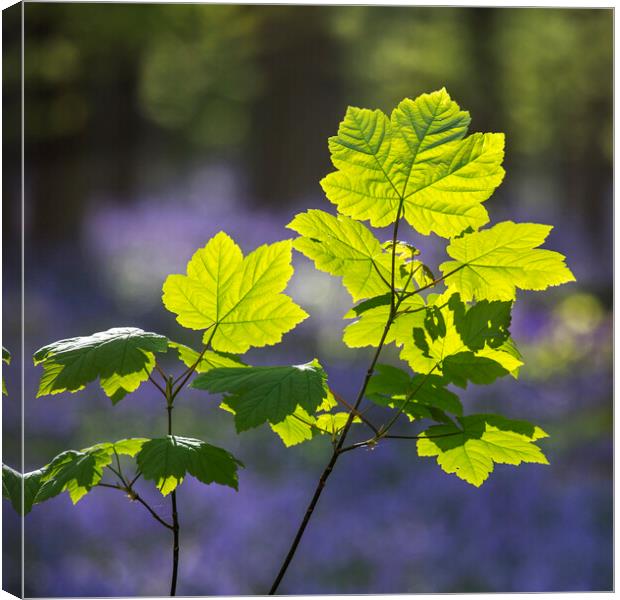 Sycamore Maple Leaves in Spring Canvas Print by Arterra 