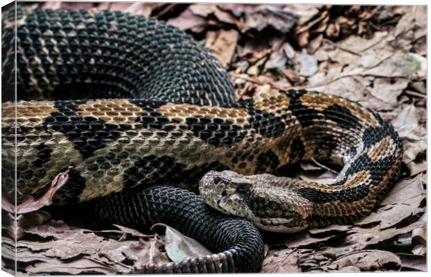 Timber Rattlesnake Canvas Print by Arterra 