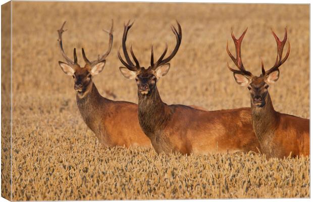 Three Red Deer Stags in Wheat Field Canvas Print by Arterra 