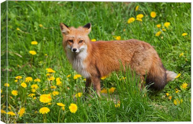 Red Fox in Meadow with Wildflowers Canvas Print by Arterra 