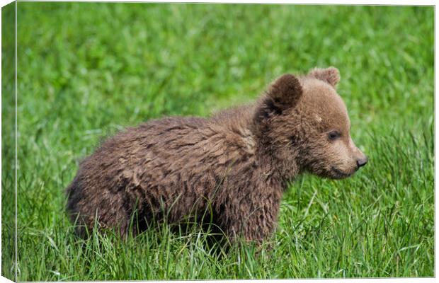 Cute Brown Bear Cub in Meadow Canvas Print by Arterra 