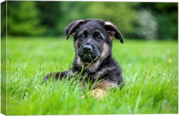 German Shepherd Dog Pup in Garden Canvas Print by Arterra 