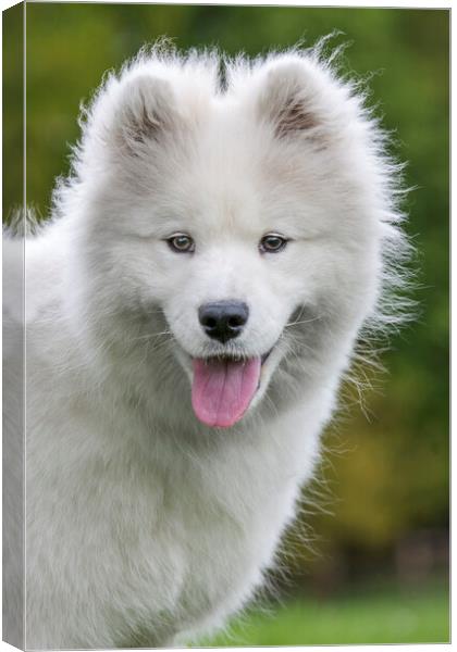 White Samoyed dog - Bjelkier Canvas Print by Arterra 