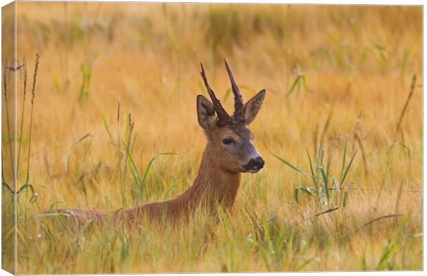 Roe Deer Buck in Wheat Field Canvas Print by Arterra 