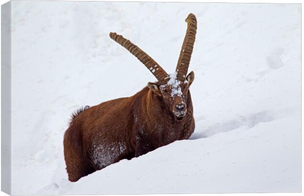Alpine Ibex in Deep Snow in Winter Canvas Print by Arterra 