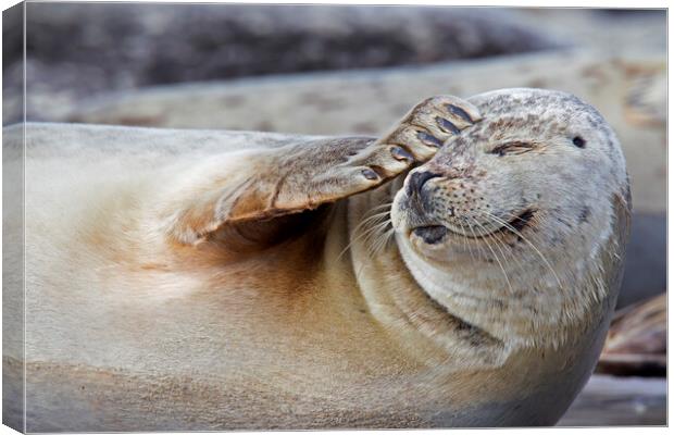 Harbour Seal Scratching Head Canvas Print by Arterra 