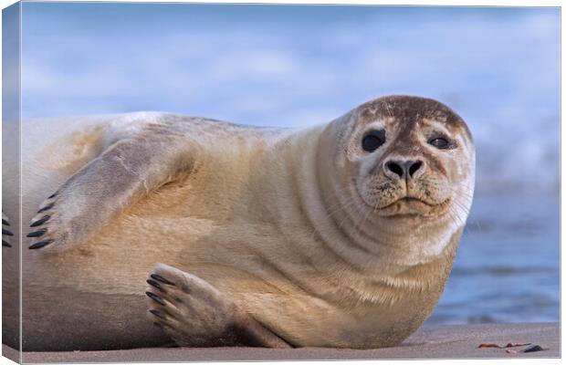 Common Seal Resting on Beach Canvas Print by Arterra 