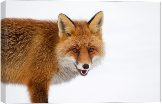 Red Fox in the Snow in Winter Canvas Print by Arterra 