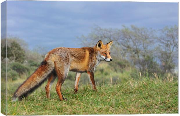 Red Fox in Grassland Canvas Print by Arterra 