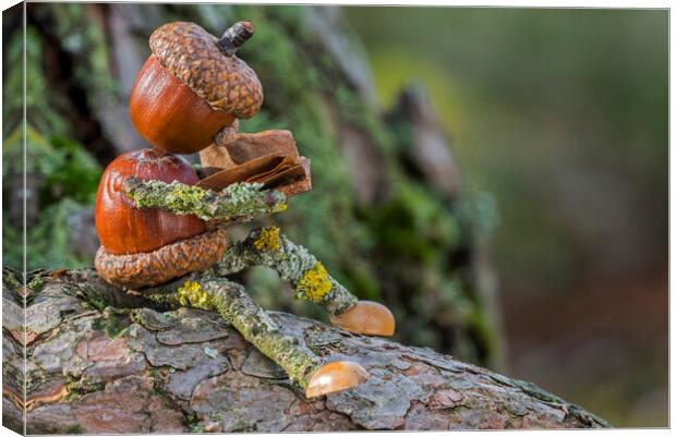 Little Acorn Reader in Tree Canvas Print by Arterra 