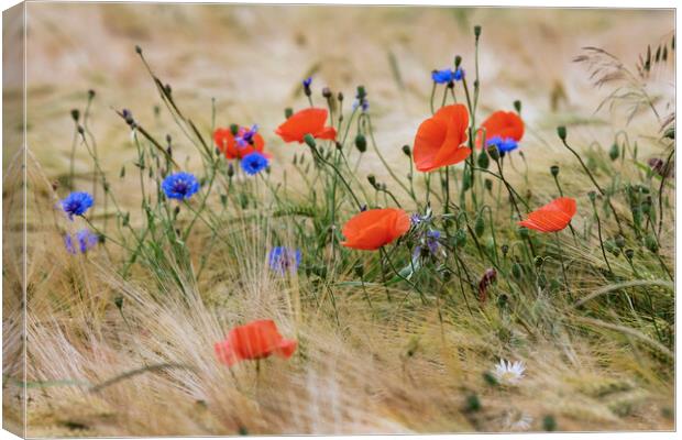 Cornflowers and Poppies Canvas Print by Arterra 