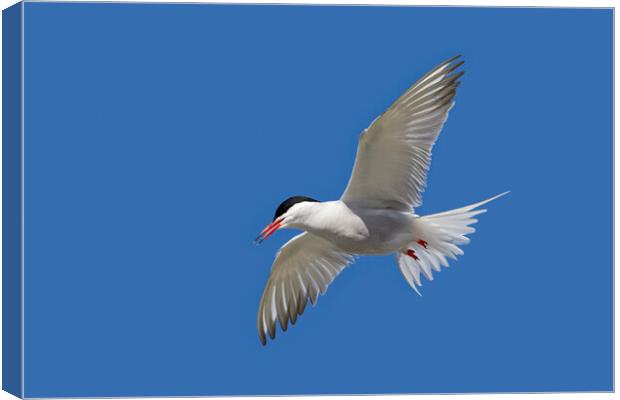 Common Tern in Flight Canvas Print by Arterra 