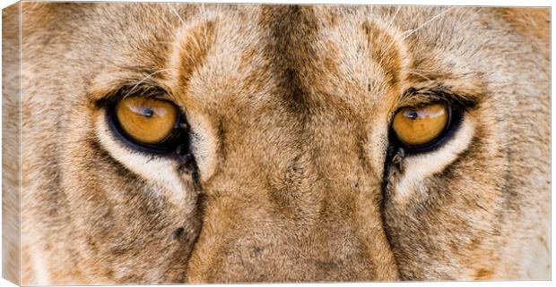 African Lion Eyes Canvas Print by Arterra 