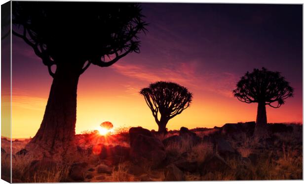 Quiver Trees at Sunset, Namibia Canvas Print by Arterra 