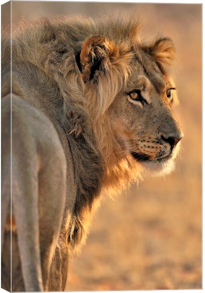 Male African Lion in Kalahari Desert Canvas Print by Arterra 
